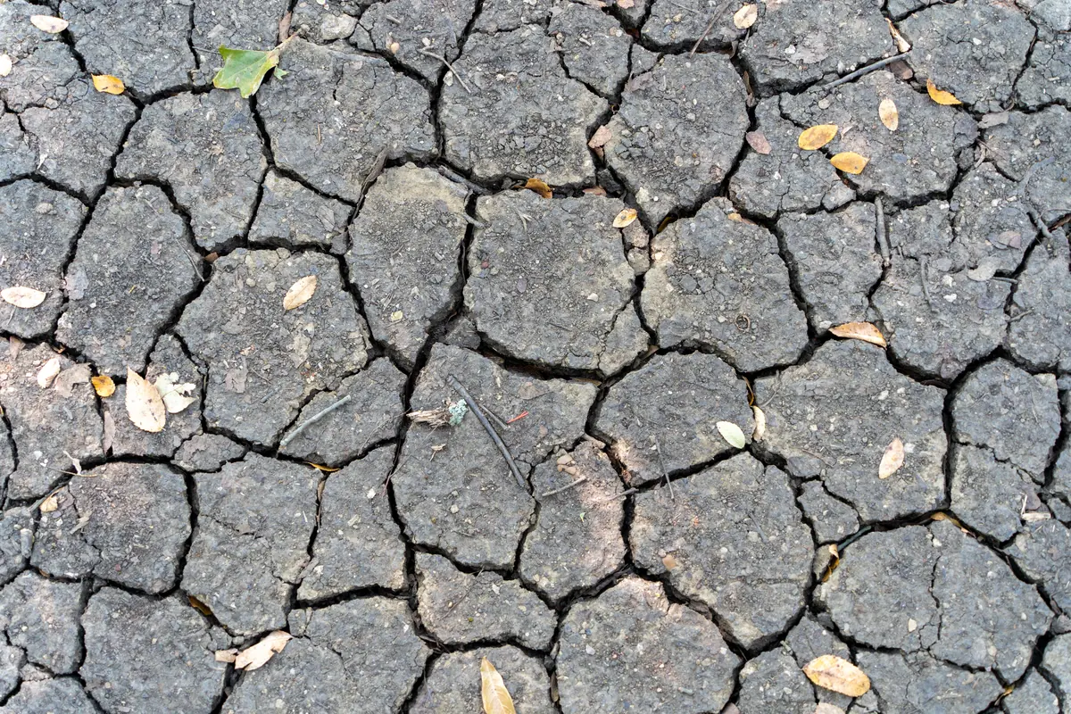 Dry, deeply cracked clay soil during a drought