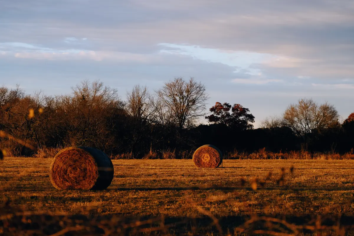 Round hay bales in a North Texas field at sunset